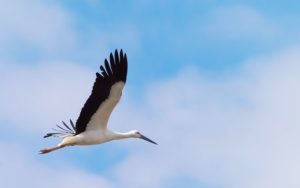 小野市にコウノトリがやってきました